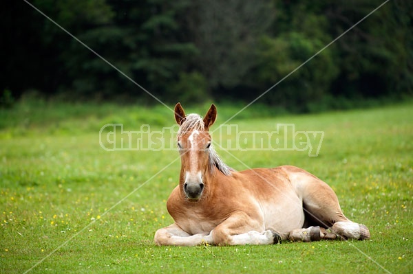 Young Belgian draft horse laying down outside