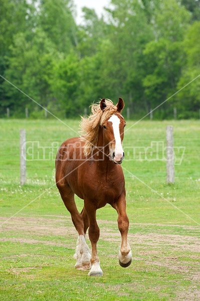 Yearling Belgian stallion trotting in field