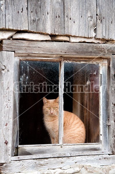 Orange cat sitting in barn window