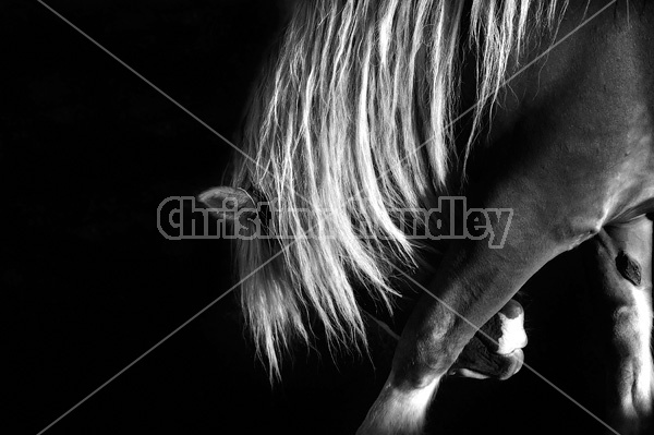 Photo of Belgian draft horse scratching its leg