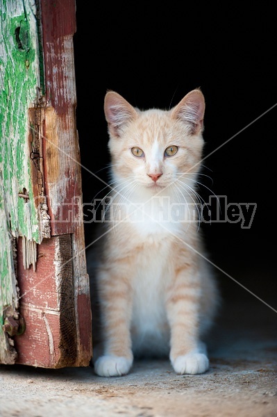 Orange kitten sitting beside barn door