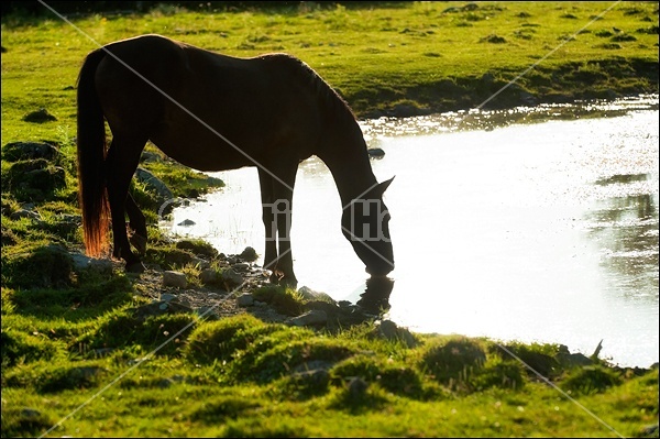 Rocky Mountain Horse