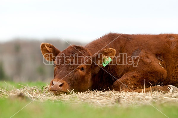 Beef Calf