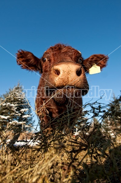 Saler cow standing outside eating hay