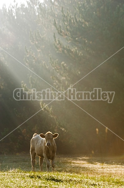 Young crossbred beef calf backlit by the suns rays streaming through the trees.