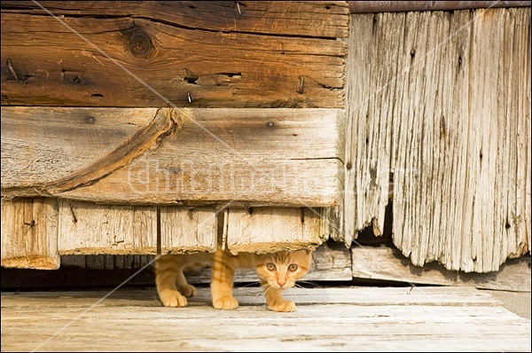 Orange kitten peeking under barn door
