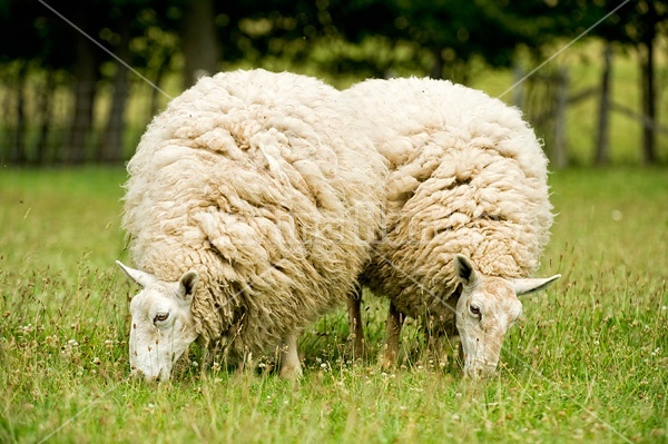 Sheep on summer pasture.