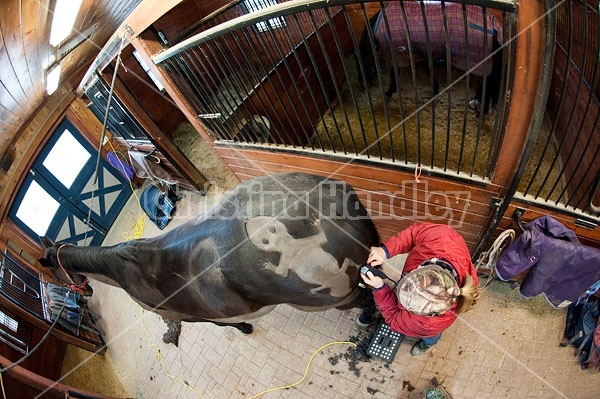 Woman clipping horse