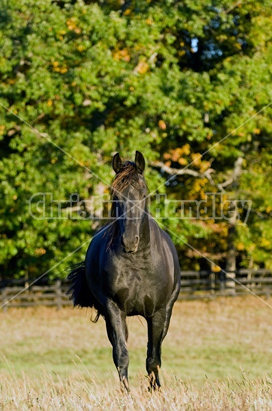 Friesian horse on autumn pasture