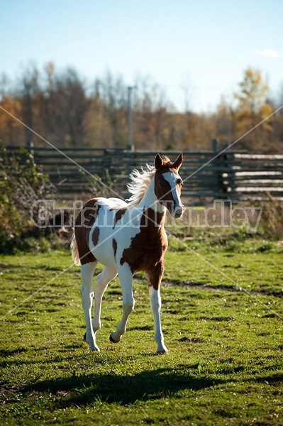 Portrait of young paint foal