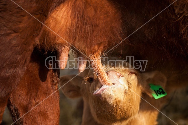 Young Calf Sucking Cow