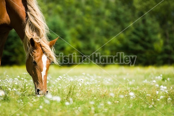 Horse grazing on summer pasture