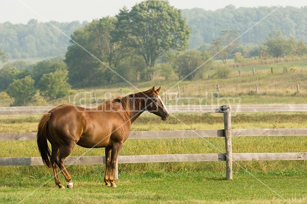 Chestnut Quarter horse