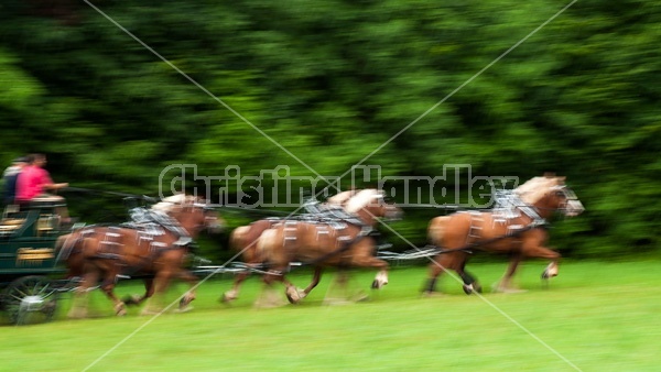 Belgian draft horse six horse hitch