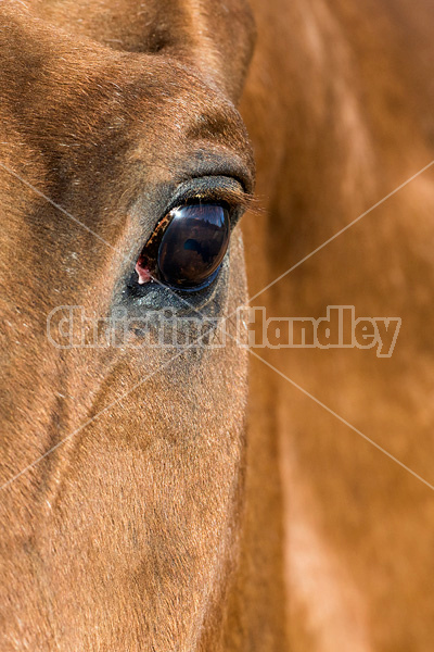 Close-up photo of a horse eyeball