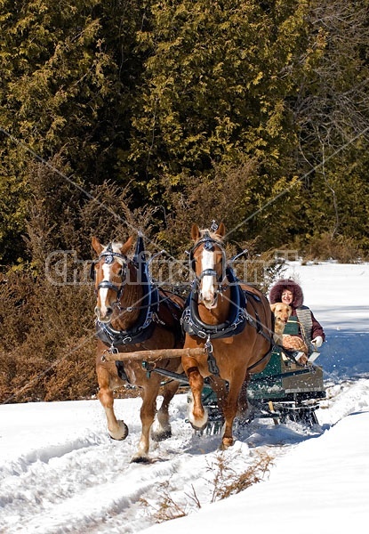 Horse drawn sleigh ride