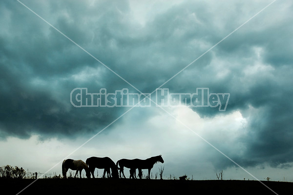 Horses silhouetted against dramatic sky and clouds