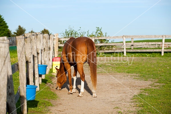 quarter horse in paddock