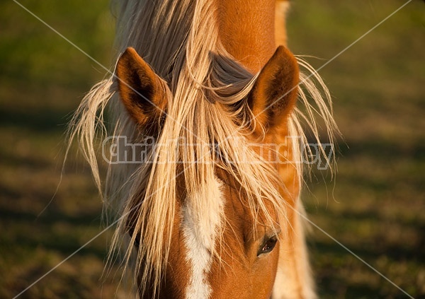 Chestnut horse face