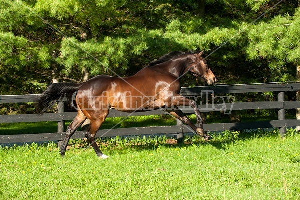 Bay Thoroughbred gelding