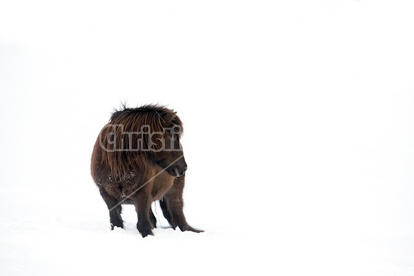 Icelandic horses standing in deep snow