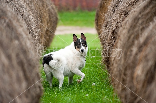 Border Collie cross farm dog