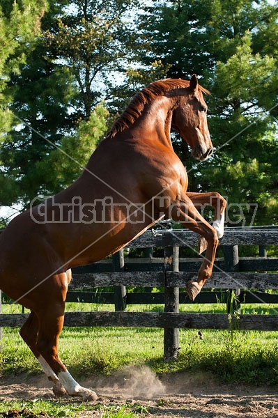 Chestnut thoroughbred horse rearing up