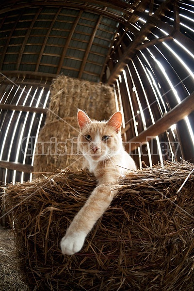 Cat laying on round bale of straw inside barn