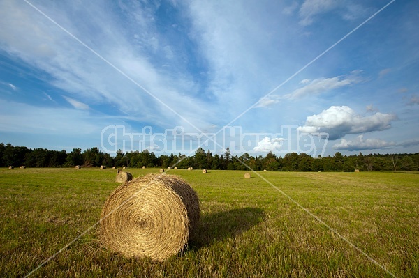 Photo of round bales of hay sitting in field