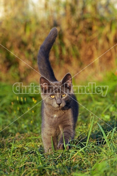 Gray kitten walking in grass