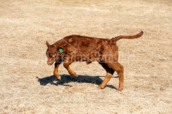 Young Beef Calf