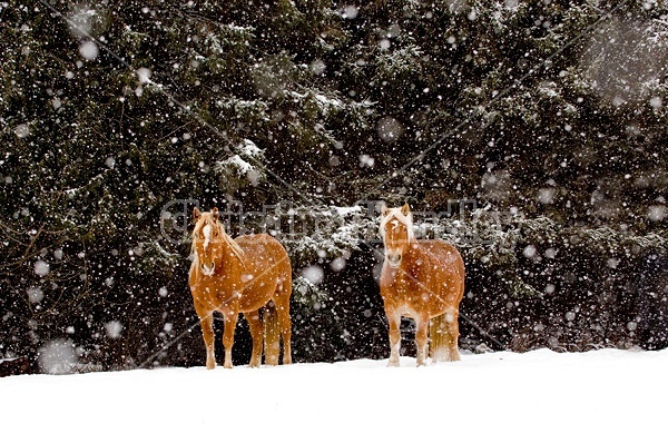 Belgian draft horses standing outside in a snowstorm.