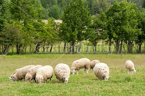 Sheep on summer pasture.