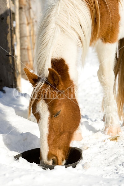 Paint horse drinking water from a black rubber tub in the snow
