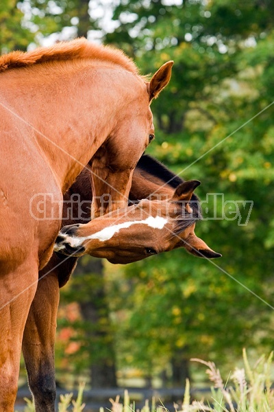 Two horses scratching each other
