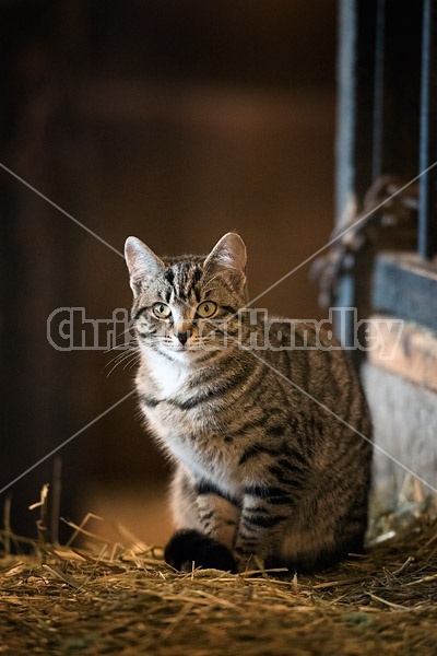 Tabby barn cat sitting on a bale of hay