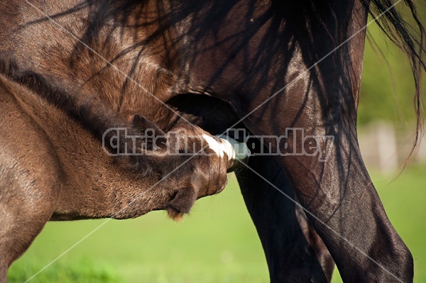 Young Rocky Mountain Horse foal suckling from its mom