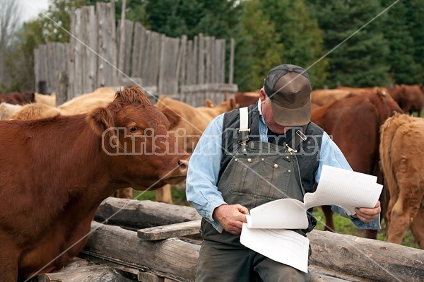 Farmer sitting on feeder in cattle yard