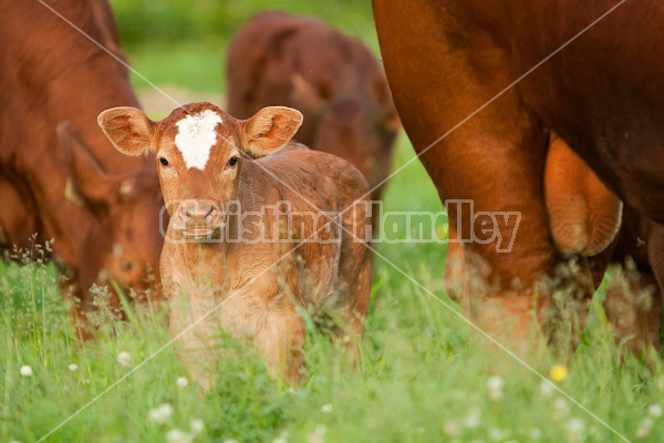 Beef cattle