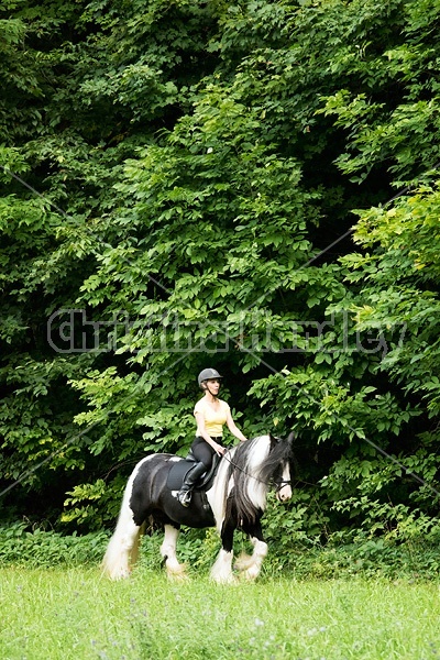 One woman riding a Gypsy Vanner horse.