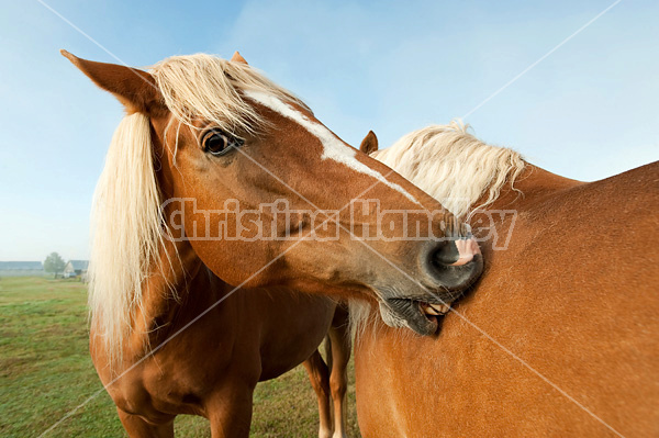 Two chestnut horses standing in field in early morning light mutually grooming each other, scratching each other.