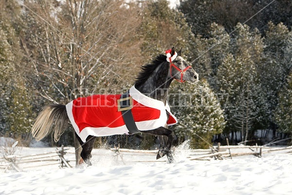 Gray horse wearing Santa Suit