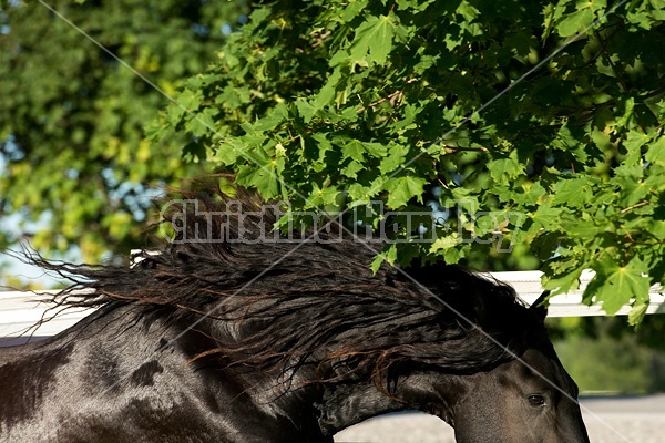 Friesian stallion