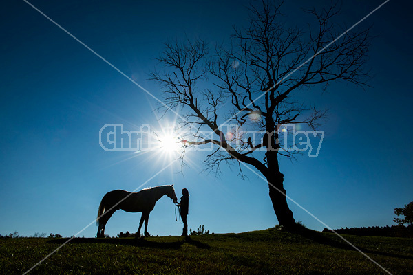 Woman and a horse silhouetted under a tree