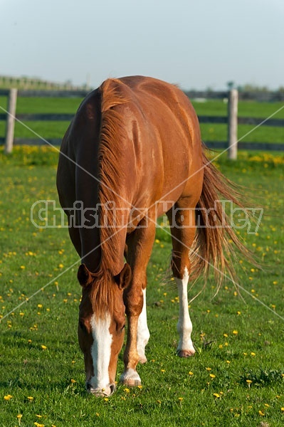 quarter horse on summer pasture