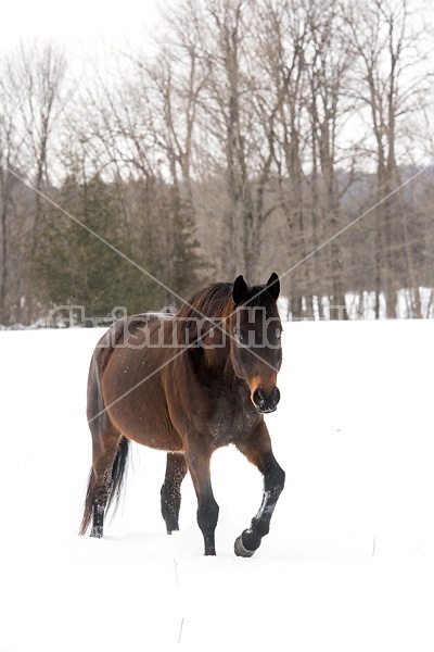 Bay horse walking in deep snow