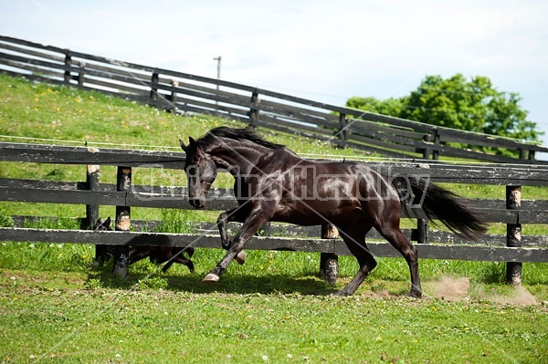 Hanoverian horse and dog