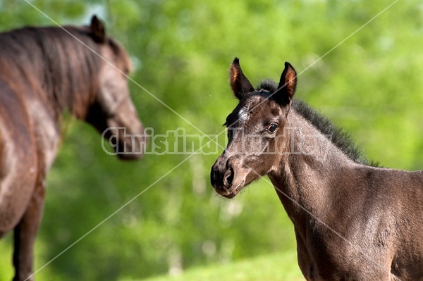 Rocky Mountain horse mare and foal