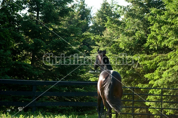 Bay Thoroughbred gelding