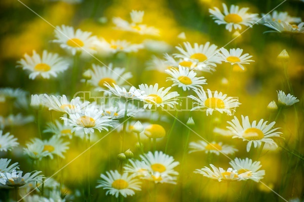 Field of daisies